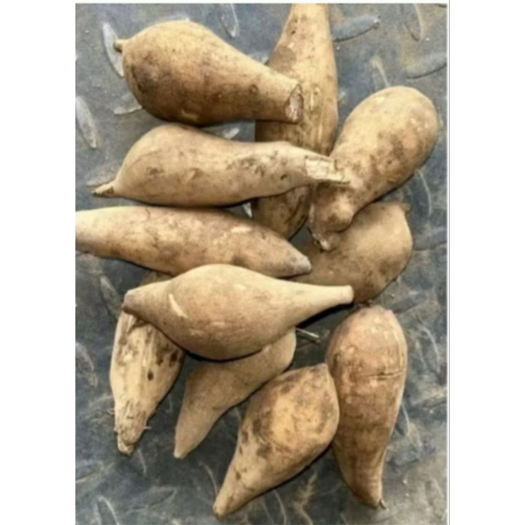 

Ubi Yakon Mini Asli Wonosobo 500gr