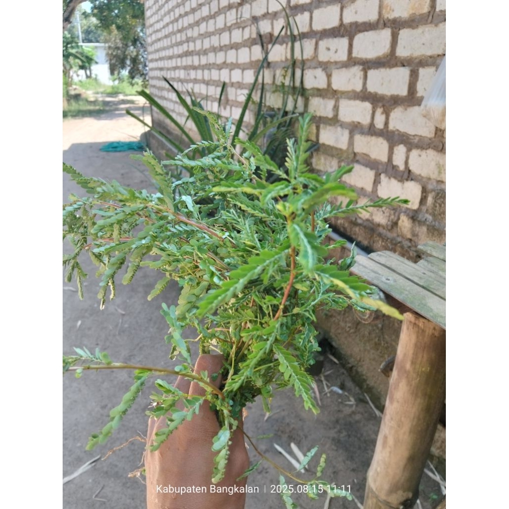 

meniran minuman herbal organik asli 200 gram