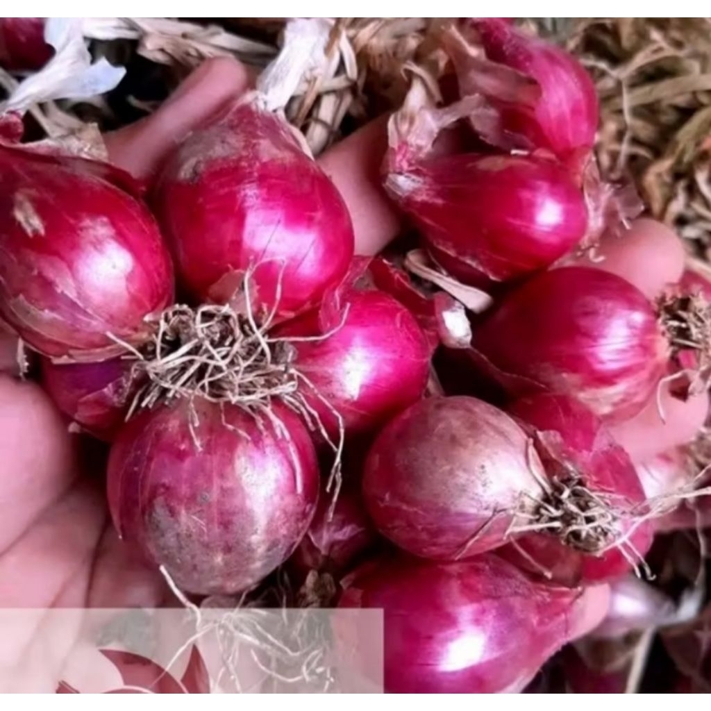 

BAWANG MERAH PROBOLINGGO BESAR SEDANG 100 GRAM