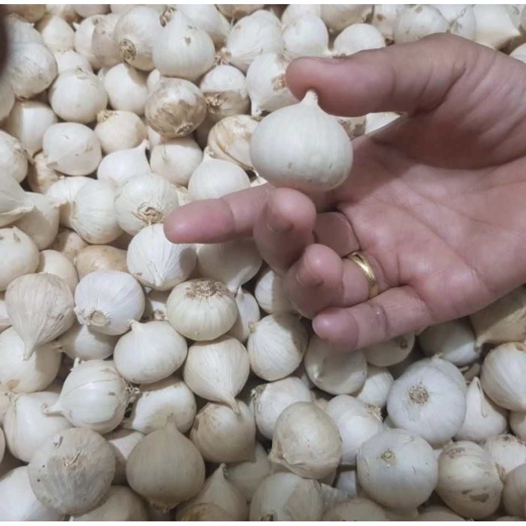 

Bawang putih tunggal/bawang Lanang herbal alami 250 gr
