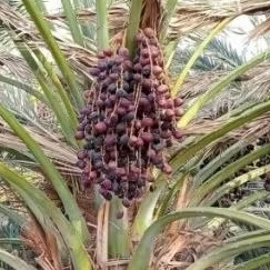 

Kurma Buah Tropis Import