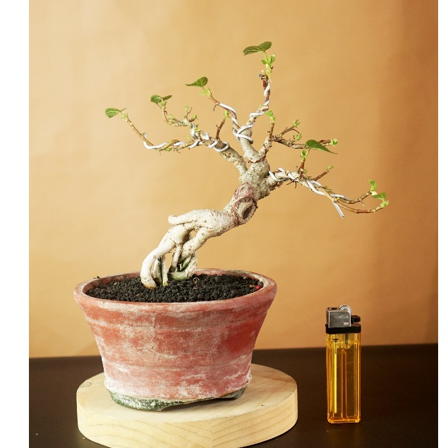 Bonsai mini waru India, sudah siap pajang, dan di ajak jalan jalan