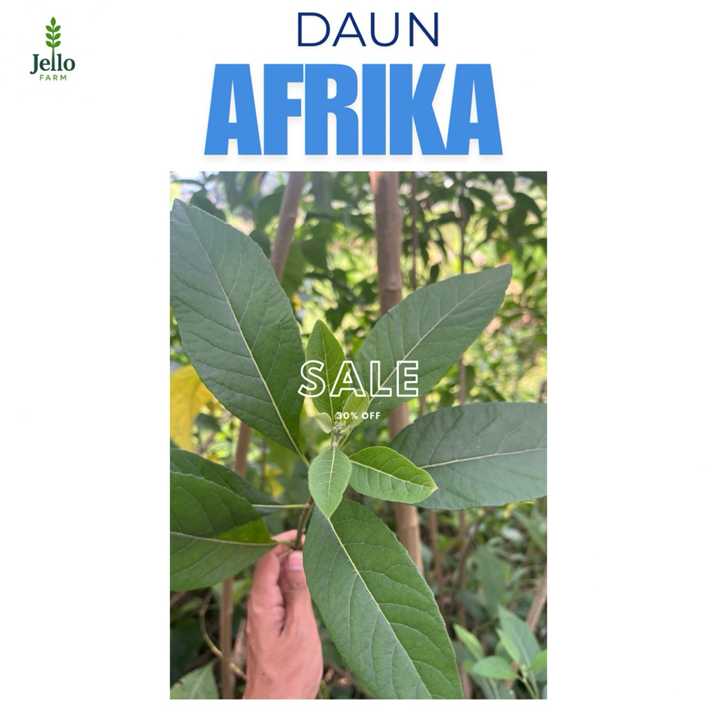 

daun afrika segar