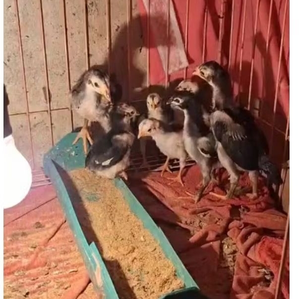 Anak Ayam Bangkok Original