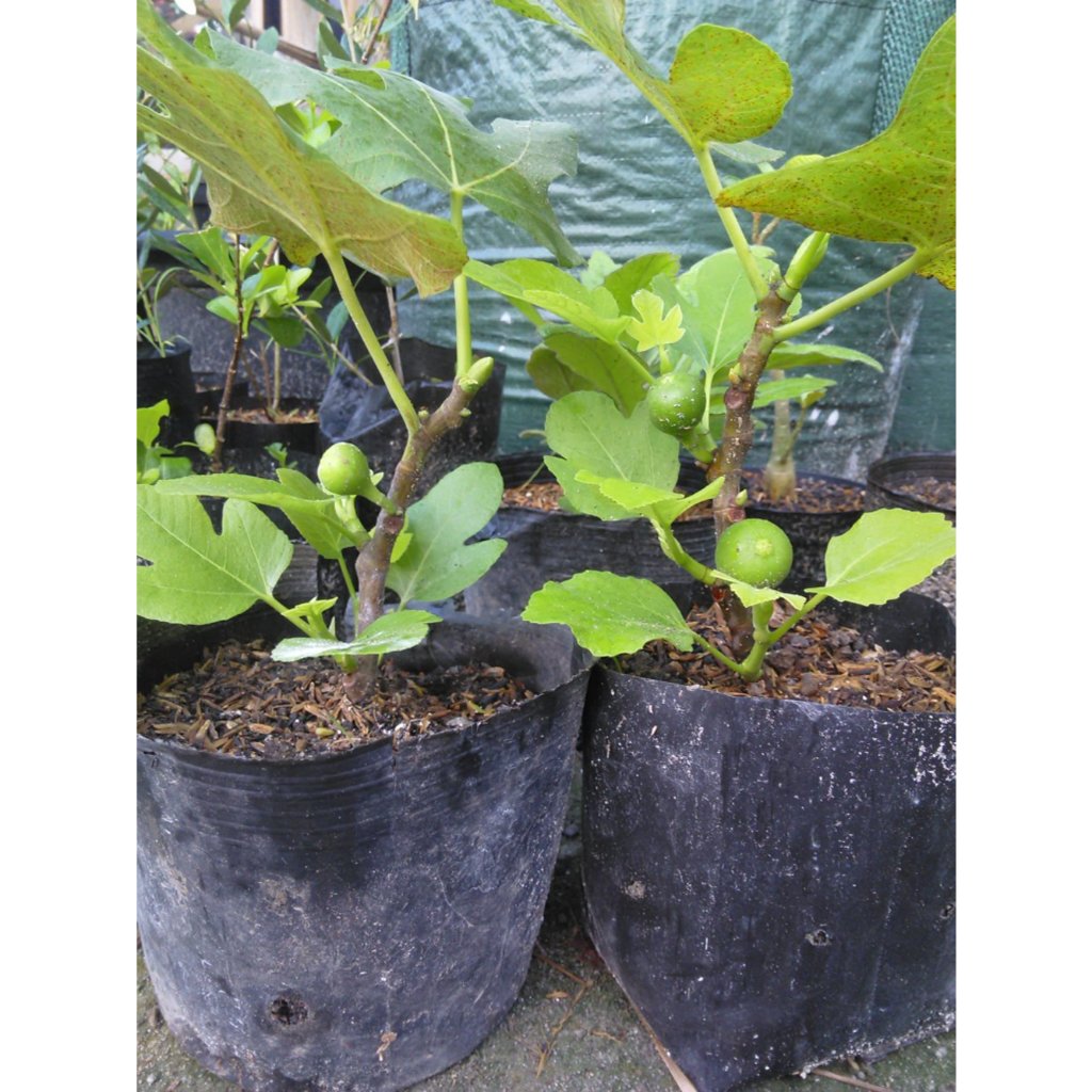 Bibit Buah Tin Ungu Jumbo Sudah Berbuah / Bibit Buah Tin Jumbo Manis