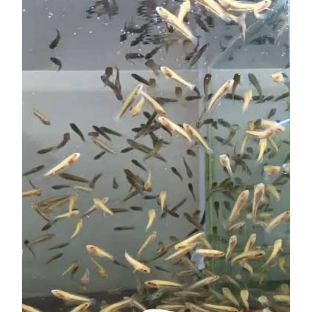 TOMAN ANAKAN ASLI RAWA SIZE 3 CM