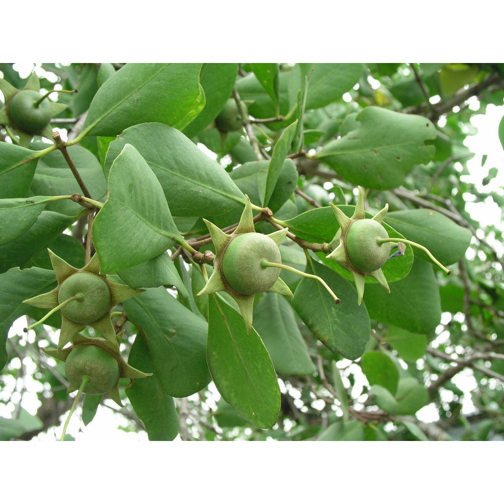 

Buah Rambai Apel mangrove langsung dari pohon bakau