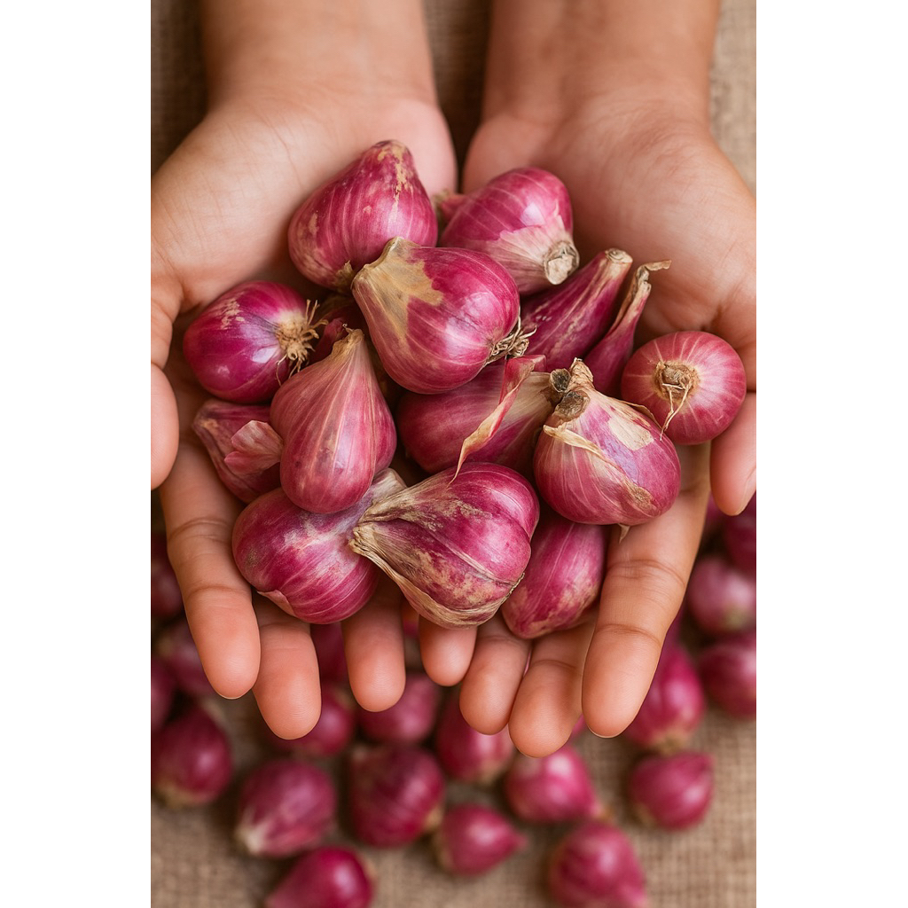 

Bawang merah berkualitas size besar pesanan Grosir 10Kg