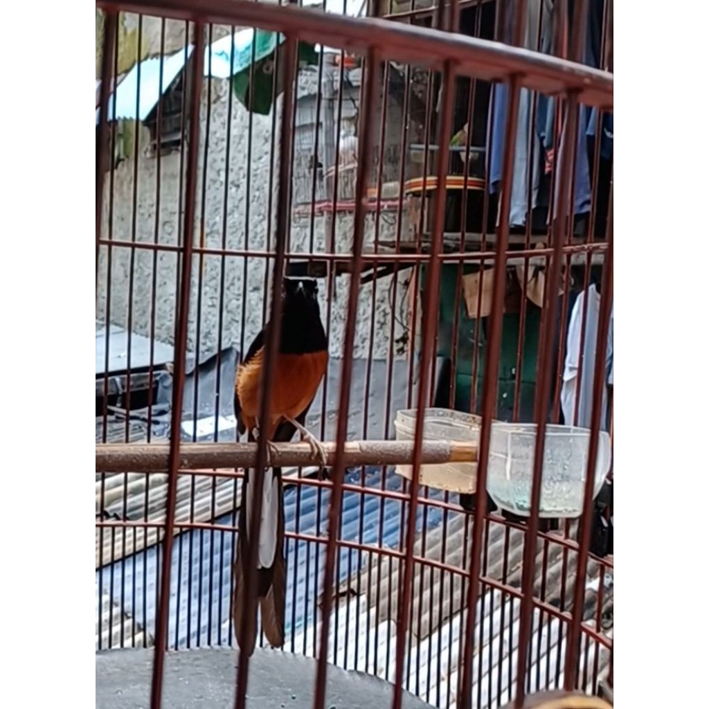 BURUNG MURAI BATU GACORAN TRAH PRESTASI FULSET BURUNG MATERIAN CILILIN LOVEBIRD PRENJAK