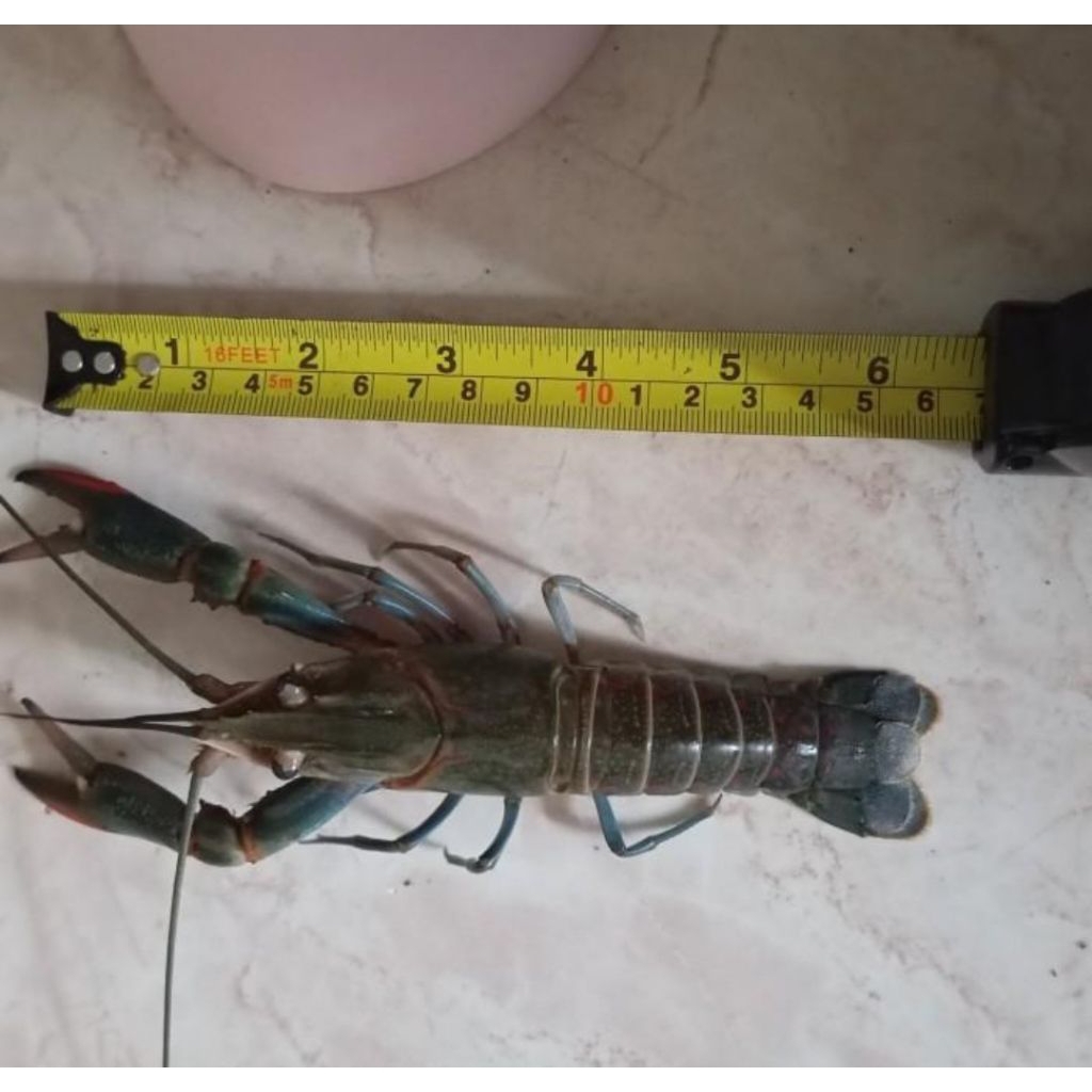 

Promo Termurah Lobster Air Tawar indukan 6inch