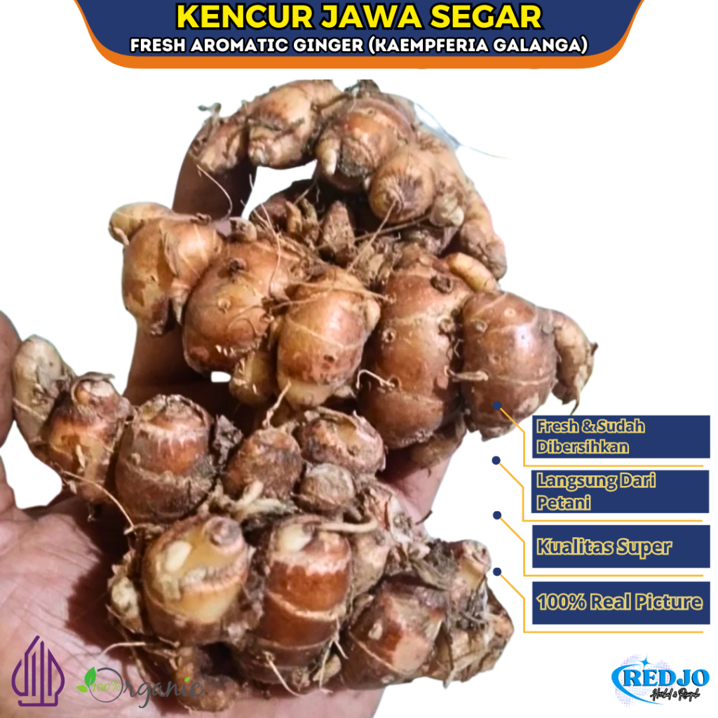 

KENCUR JAWA SEGAR TUA 1KG Kualitas Premium Super Cikur Fresh Murah Asli Bersih Cucian