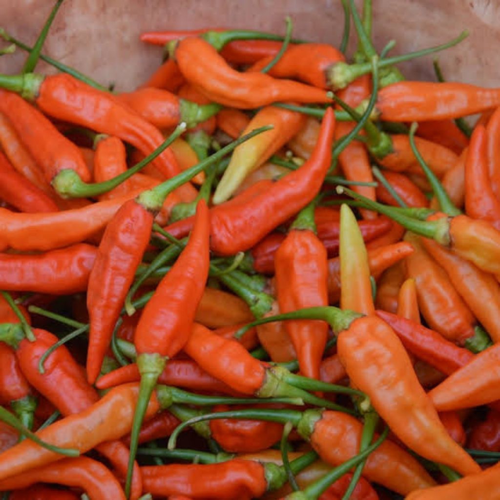 

Cabai Rawit Setan/Cabe Caplak/Cabe Setan (Sayuran Segar)