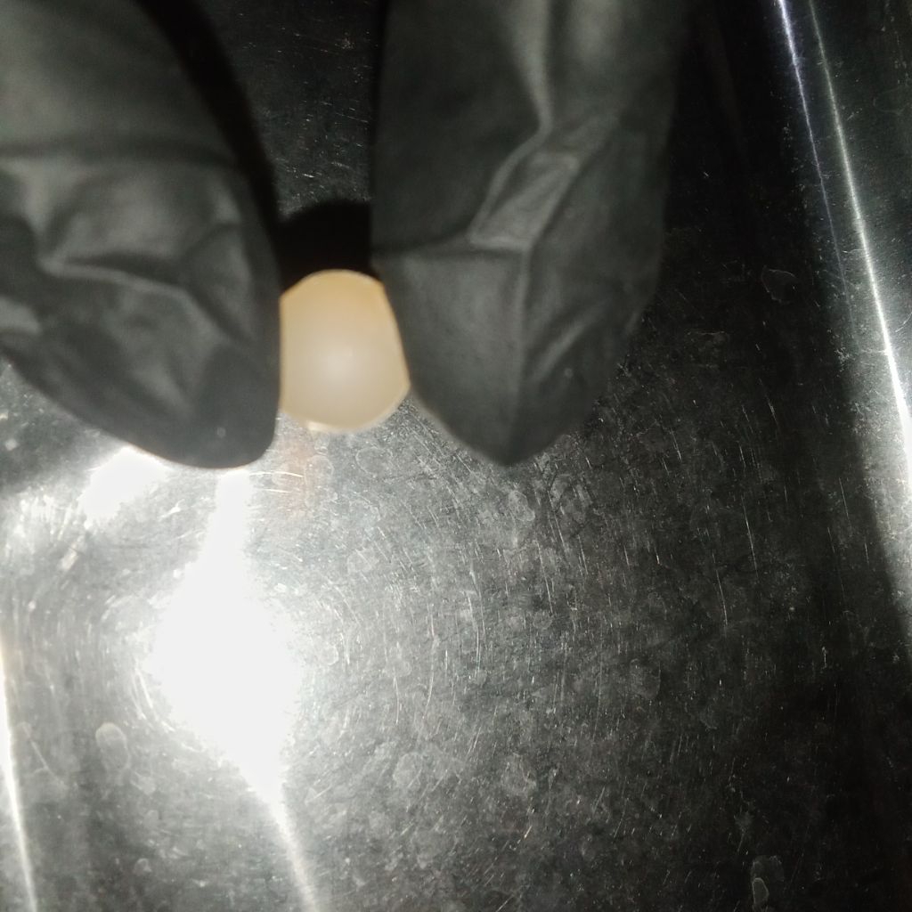 guli guli silikon guliguli silikon guli-guli silikon