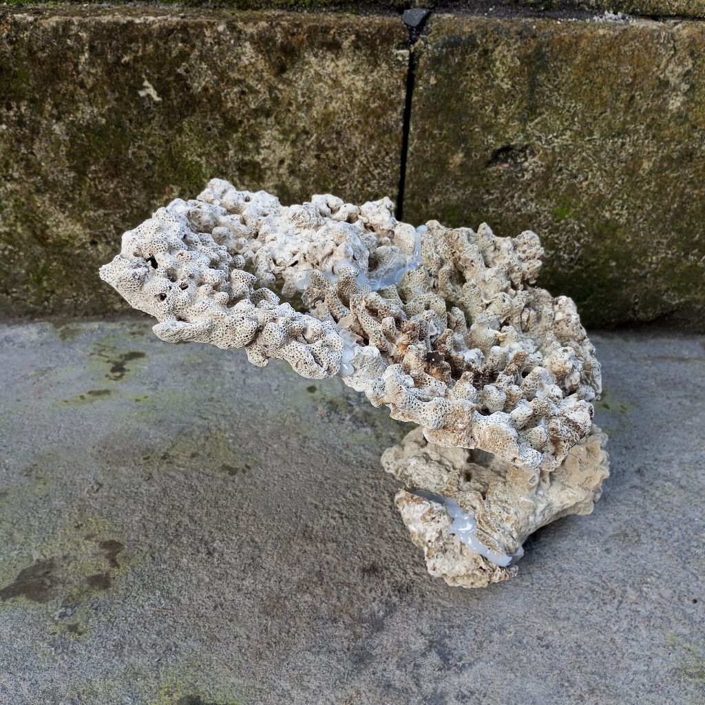 Batu karang trumbu karang laut bentuk payung lebar 27cm jumbo hiasan aquarium