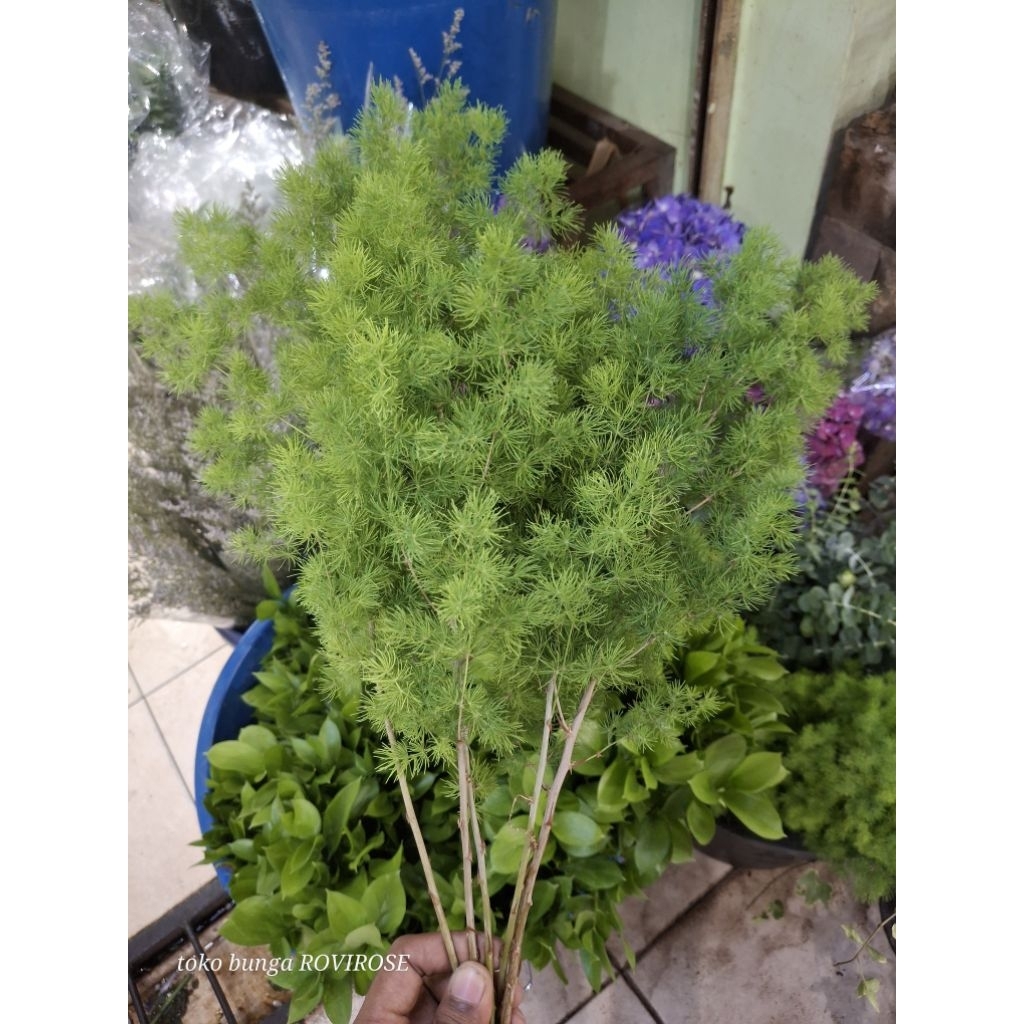 daun asparagus bintang. by. ROVIROSE