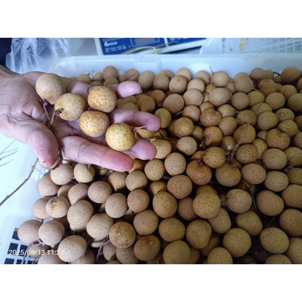 

Klengkeng Label Merah