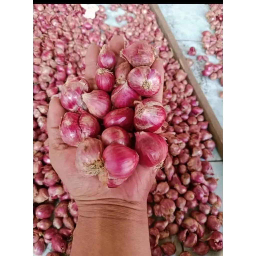 

bawang merah besar tanggung