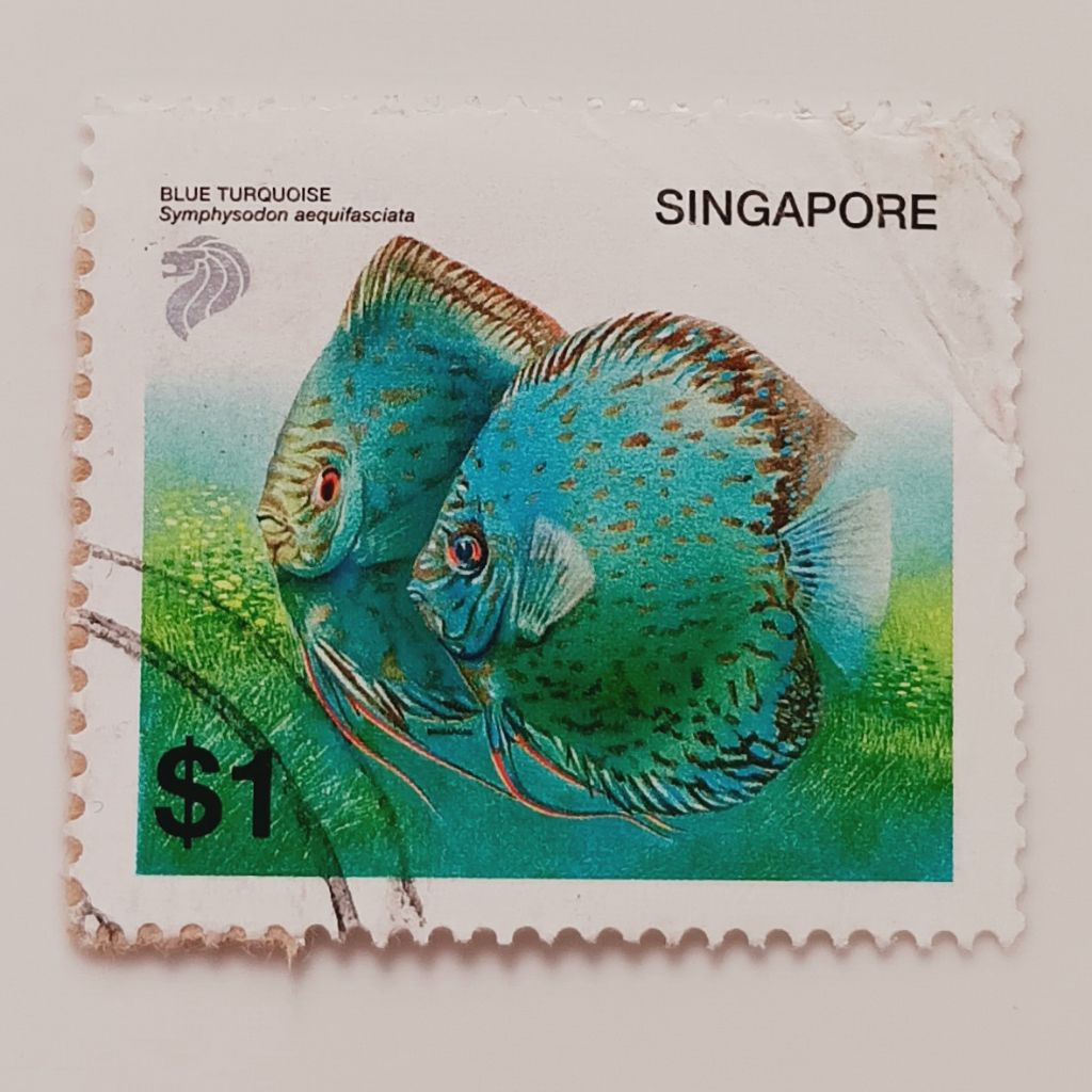

(AD) Perangko Singapore 2002 Tropical Fish Definitives (2001-2006) - Blue Turquoise (Symphysodon aequifasciata) 1 dollar Singapore Used