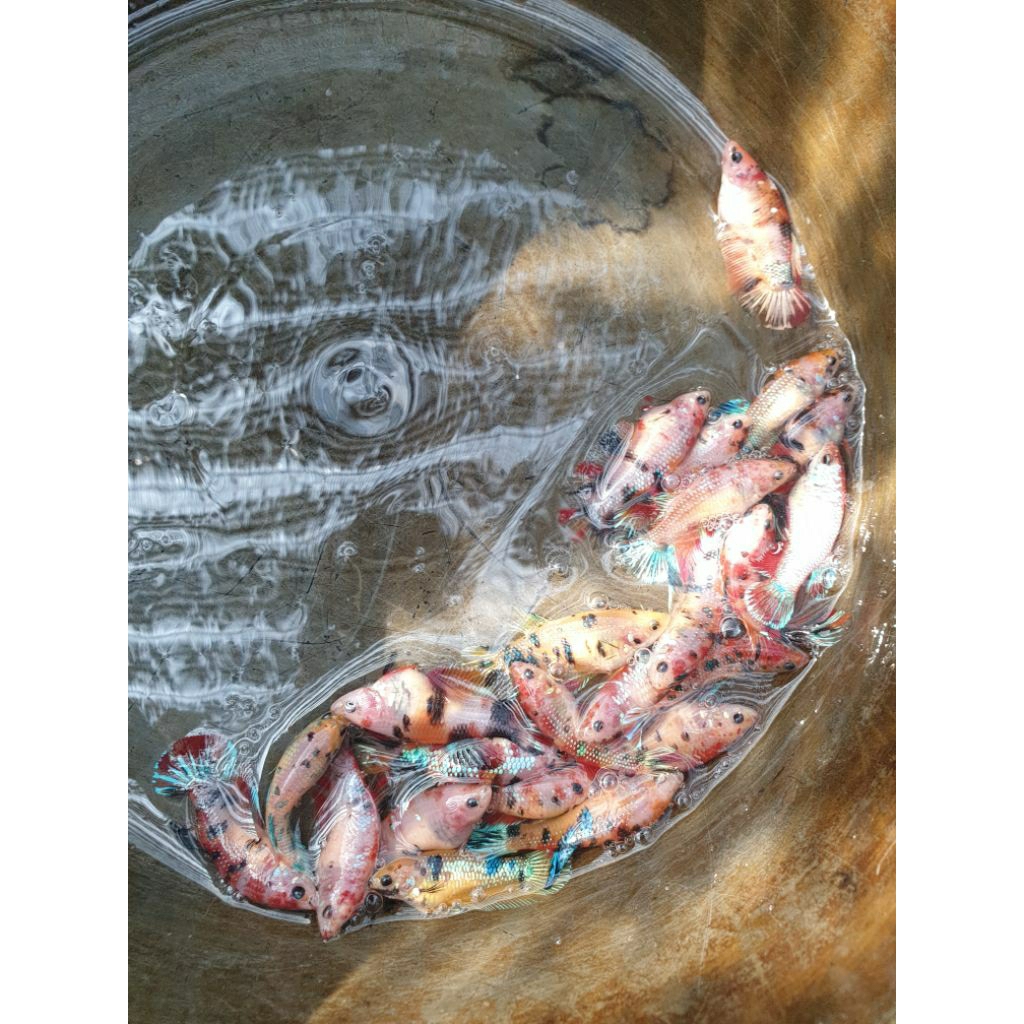 Promo Betina / Female Multi Metallic, Black, Fancy, Yellow Full Telur