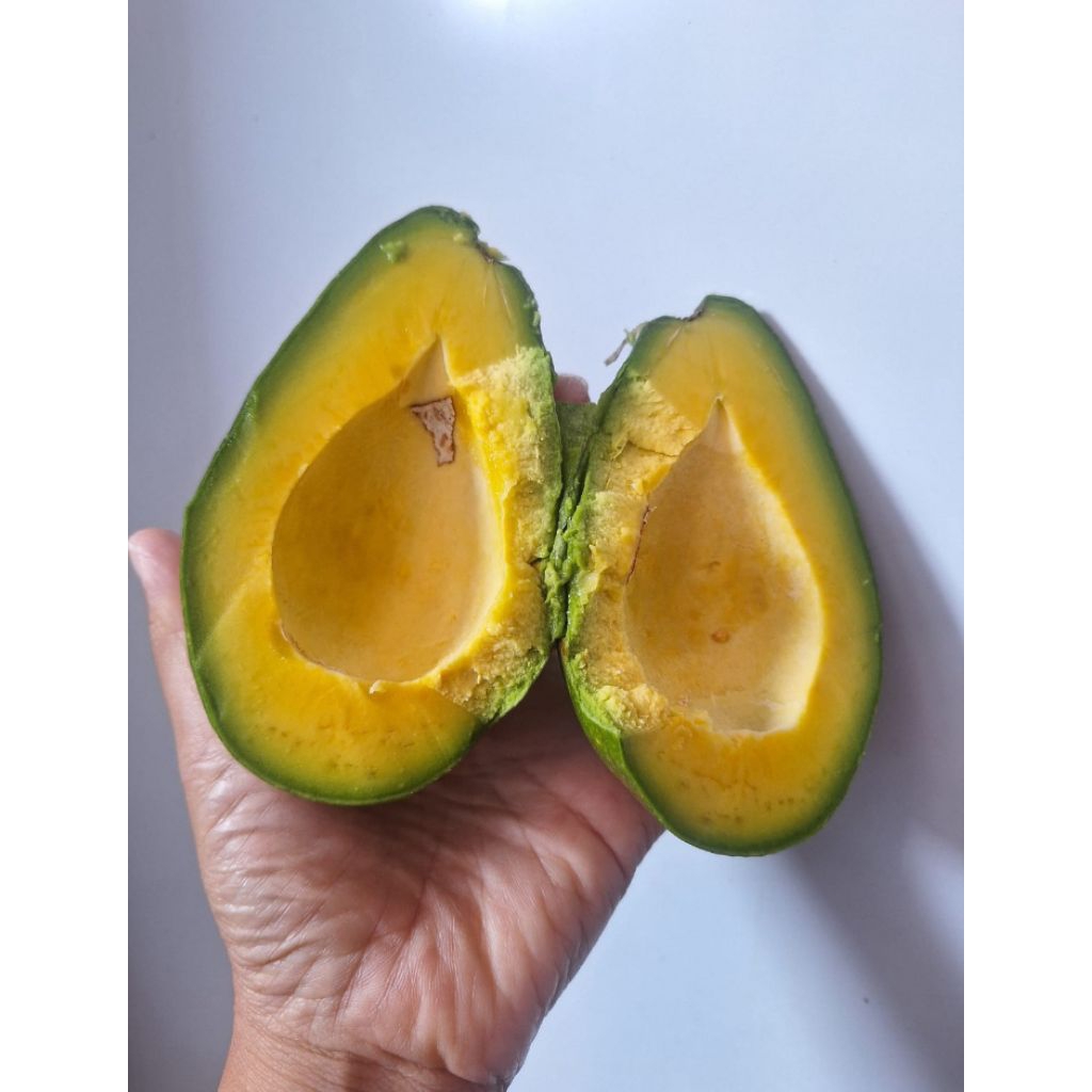 

alpukat mentega Bengkulu premium |alpukat terdekat| alpukat super bergaransi