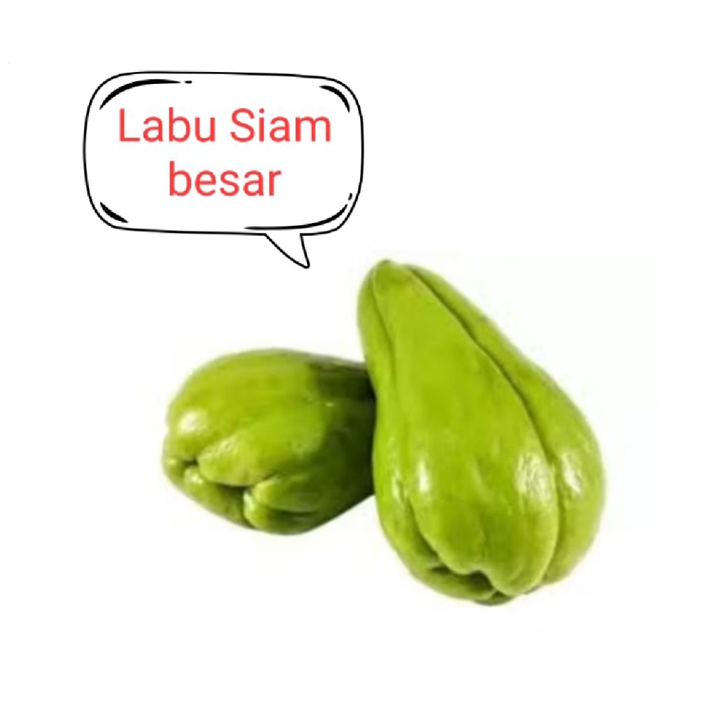 

LABU SIAM BESAR PER BIJI