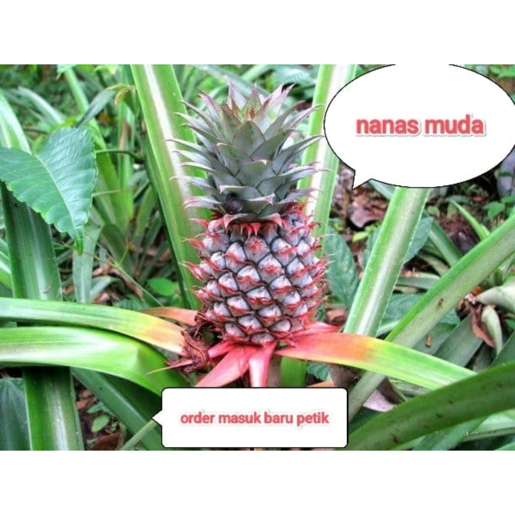 

nanas muda/herbal/buat pelancar haid
