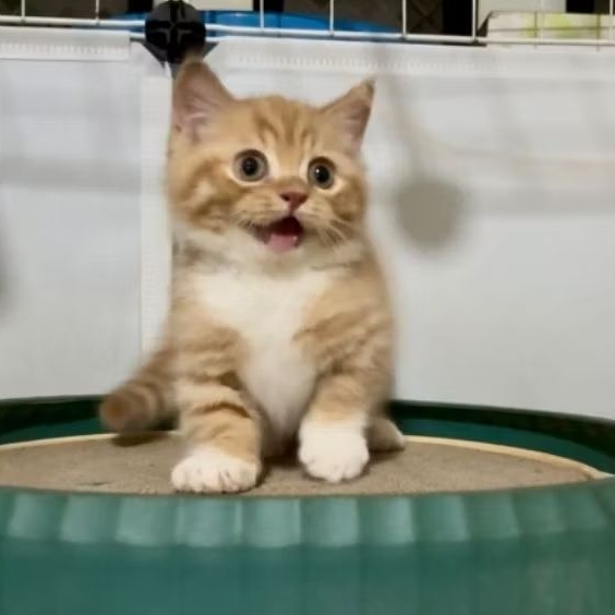 kucing bsh munchkin jantan red taby | anak kucing munchkin lucu gemes