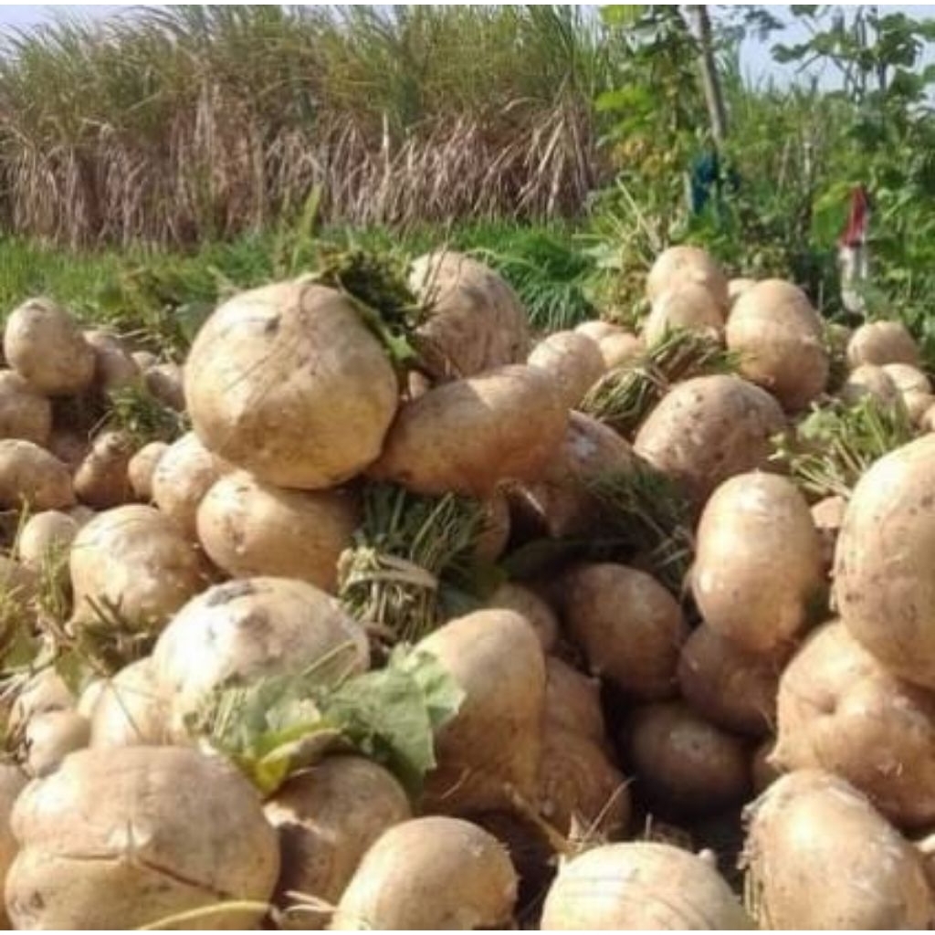 

BENGKOANG FREESH BARU PETIK DARI KEBUN. BENGKUANG / BENGKOANG KEBUMEN
