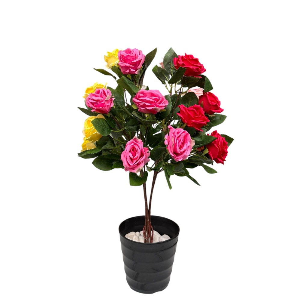 POHON MAWAR 25 KUNTUM DENGAN POT MADO HITAM