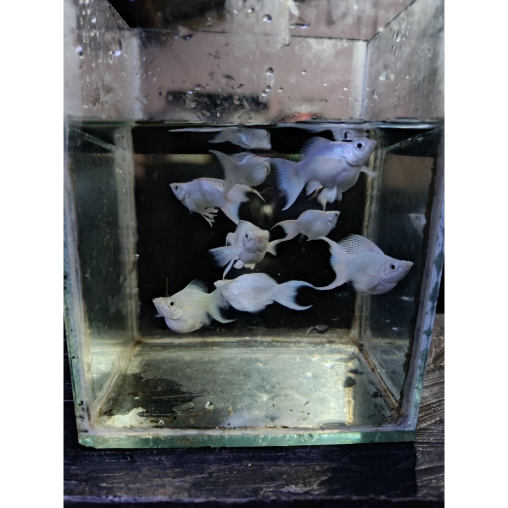 Molly Platinum Balon Cawang