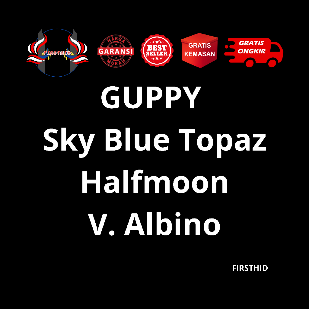 Aksesoris Akuarium GUPPY Albino Sky Blue Topaz Big Dorsal Big Tail Halfmoon Vietnam eksklusif