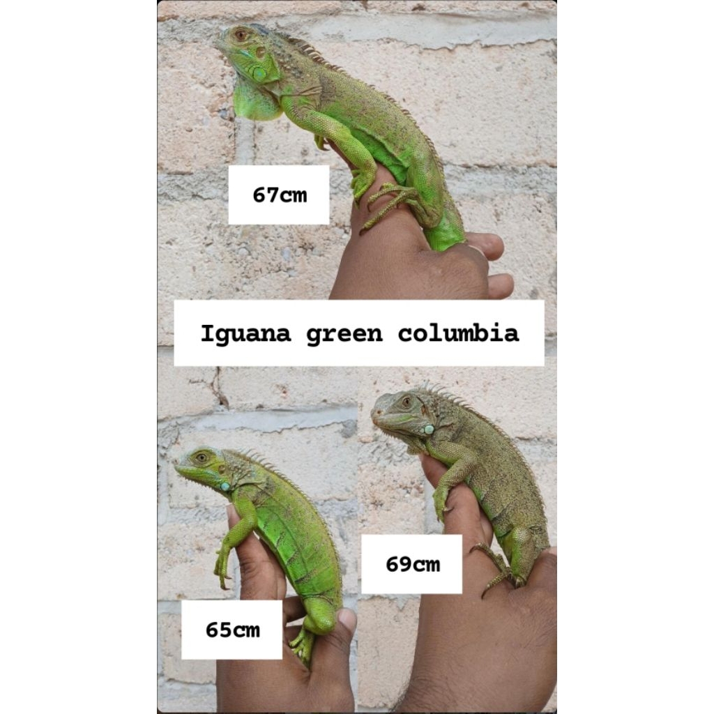 

stiker iguana hijau -+ 70cm