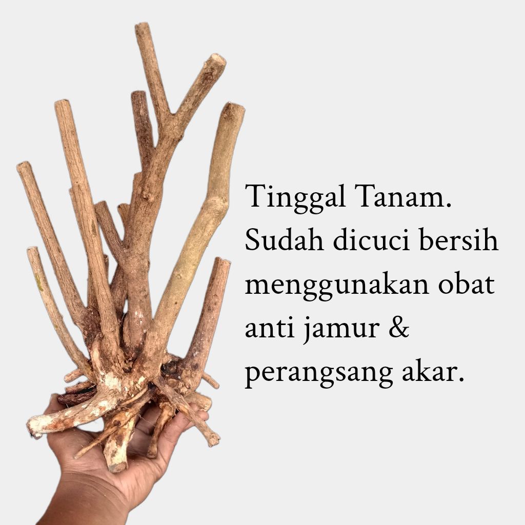 Paket isi 2 dongkelan bahan bonsai lantana fresh