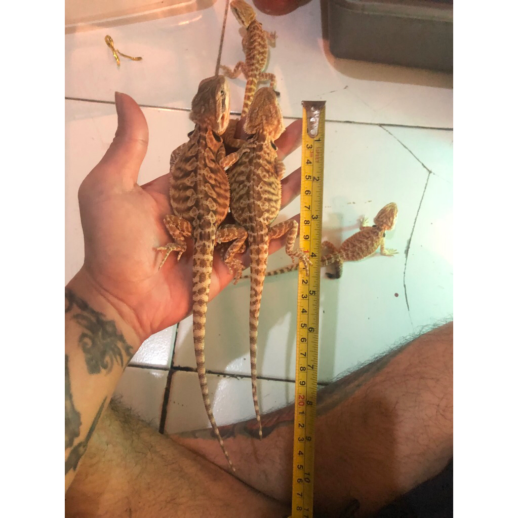 Bearded Dragon LeatherBack het bloodredtrans pH zero mulus