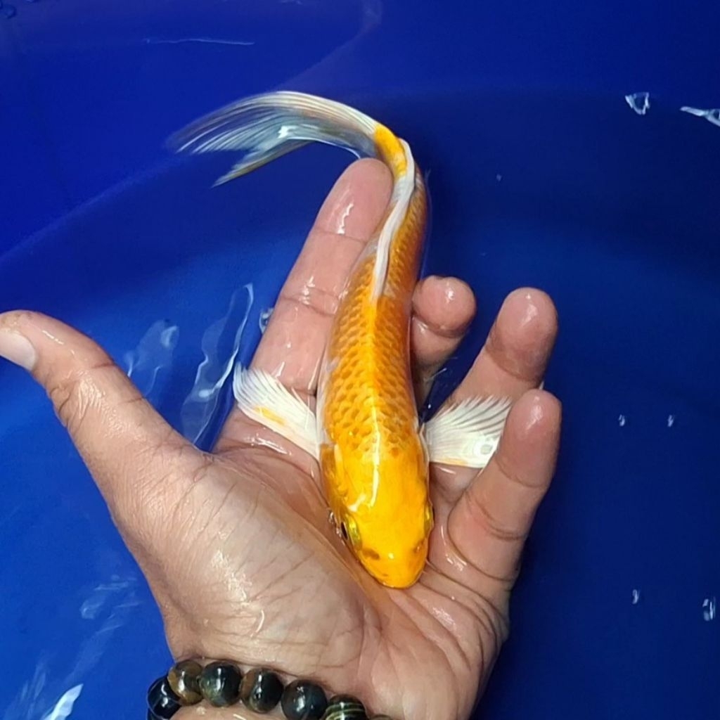 Ikan Koi Blitar Jenis Kumpay Slayer / Rumah Koi Jakarta / kode 009