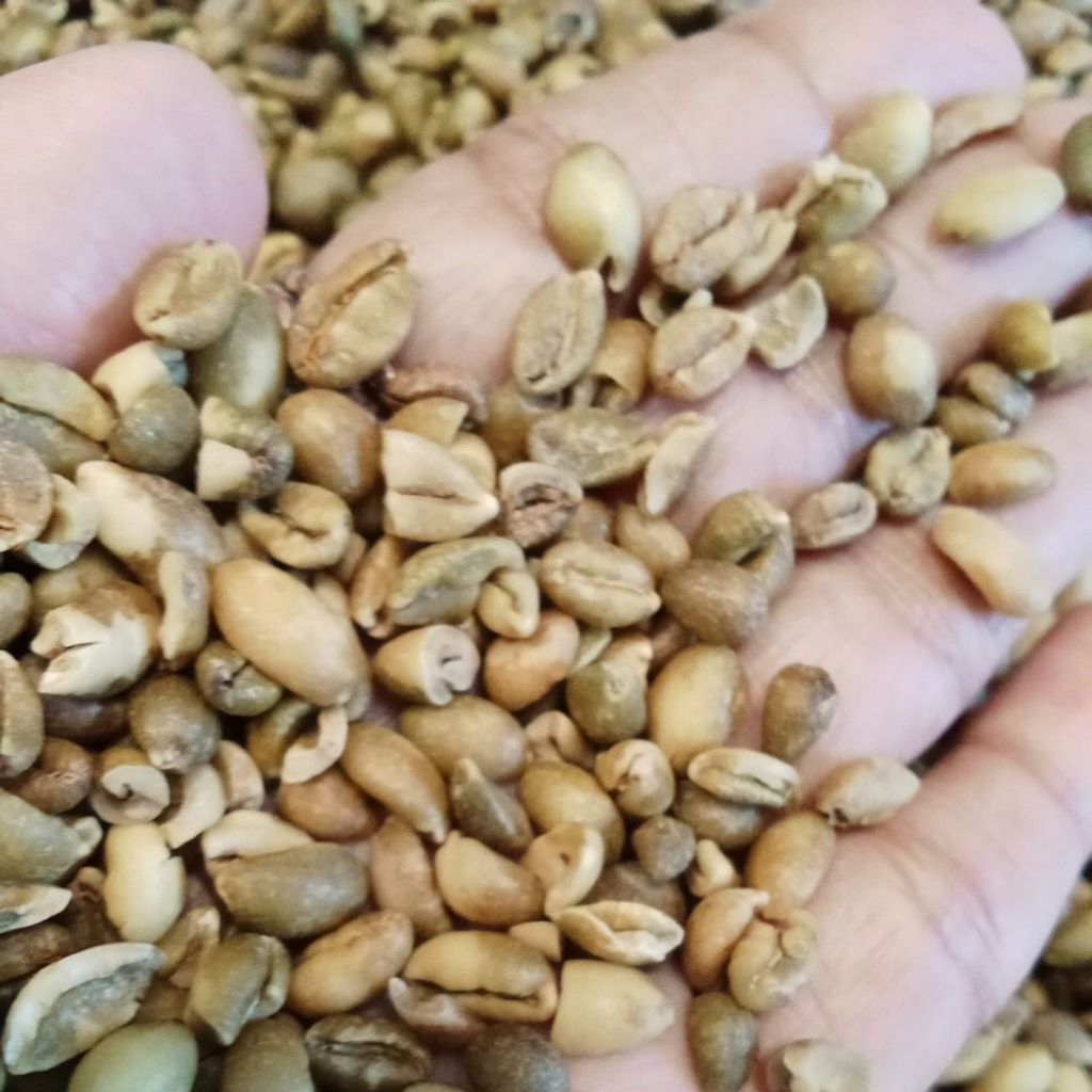 

1kg Biji Kopi Nangka ( excelsa/ liberika) pecah dan utuh campur