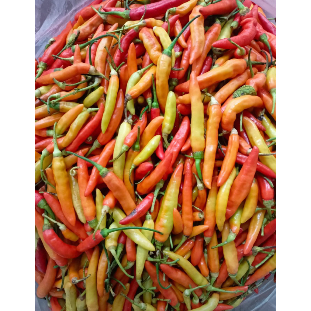 

lombok kecil lombok rawit murah 1 kg