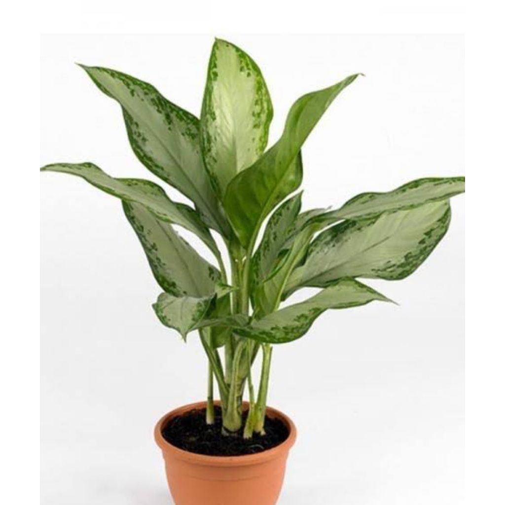 AGLONEMA SILVER AGLAONEMA SILVER BAY