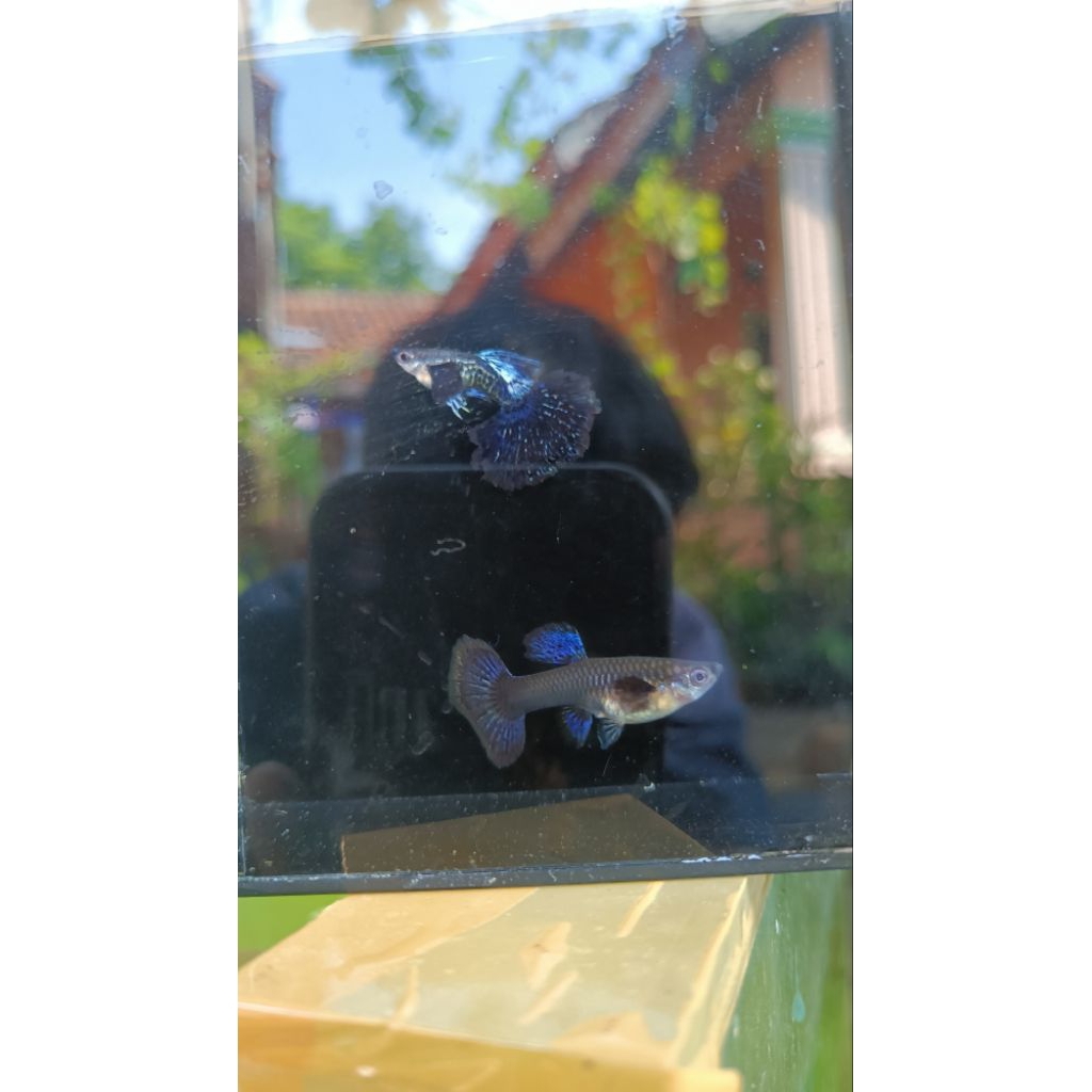 ikan guppy purple dragon big ear