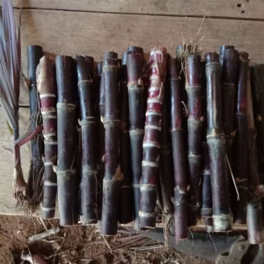 Bibit Stek Tebu Wulung / Tebu Hitam