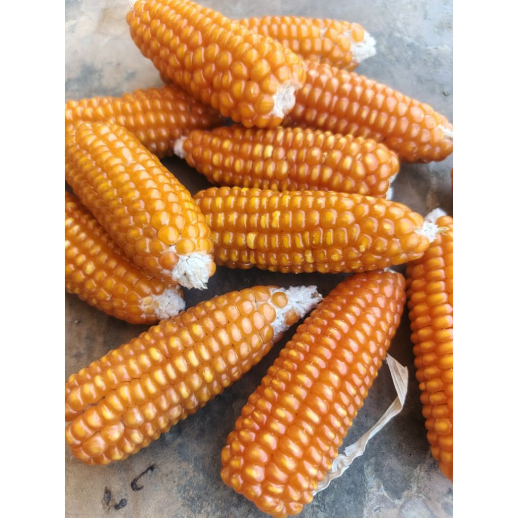 

jagung lokal madura asli 1kg