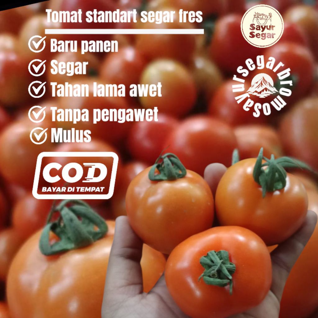 

tomat baru setiap hari per 1kg