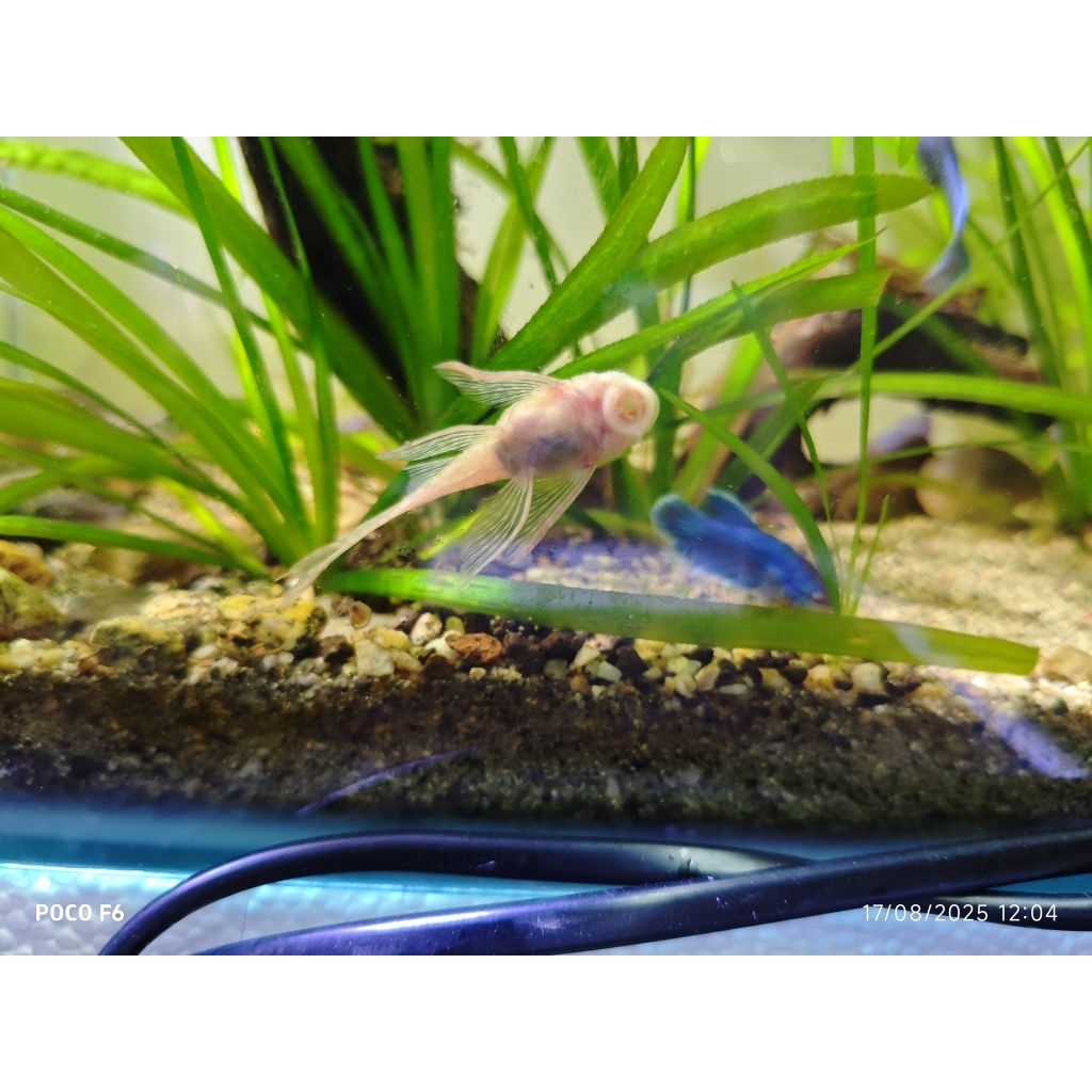 PLECO L144 SLAYER 8-10CM