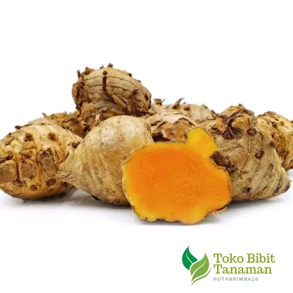 

TEMULAWAK SEGAR FRESH 1KG KAYA AKAN MANFAAT LUAS HUTANRIMBA26