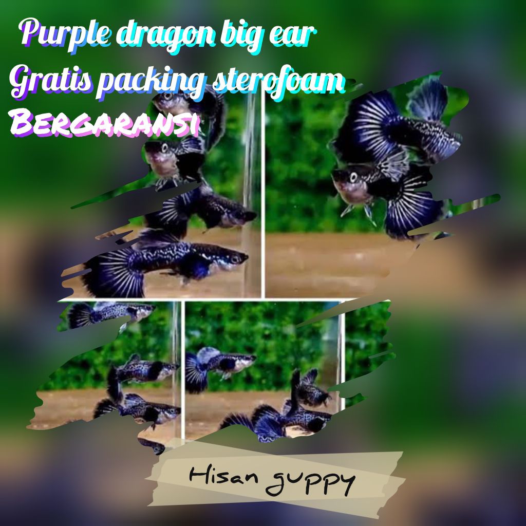 pembersih kaca Guppy purple dragon big ear
