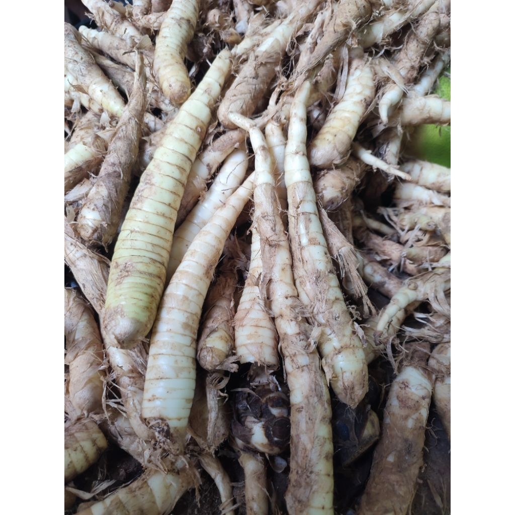 

Umbi Garut/ Ubi Garut/ Kerut Asli/ Pati kerut 1 kg.