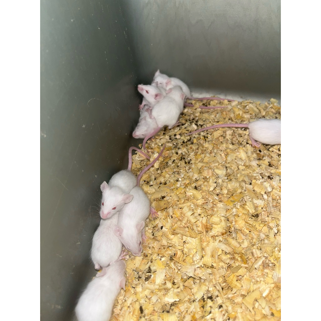 Tikus Putih mencit. size: jumper/8-13gram