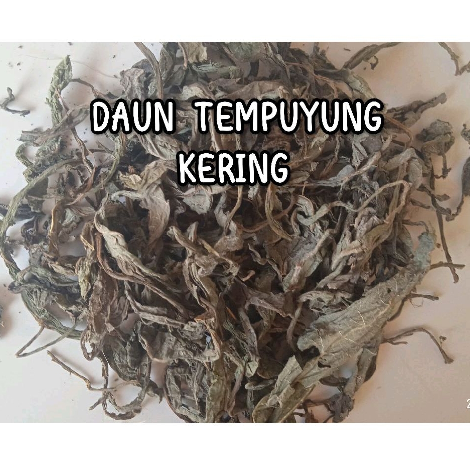 

DAUN TEMPUYUNG KERING FULL DAUN Isi 250 Gram