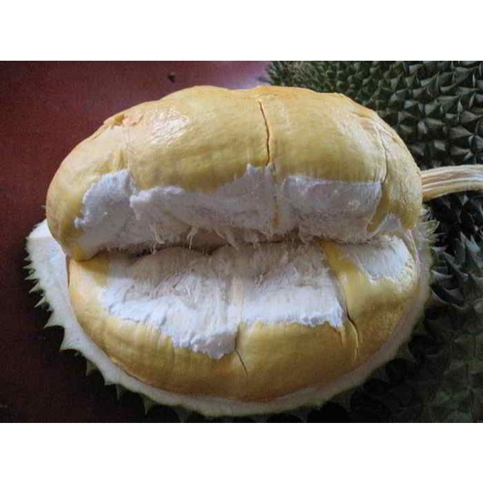 bibit durian montong cepat berbuah