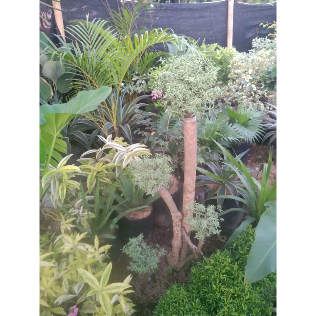 bonsai Anting putri mikro daun silver